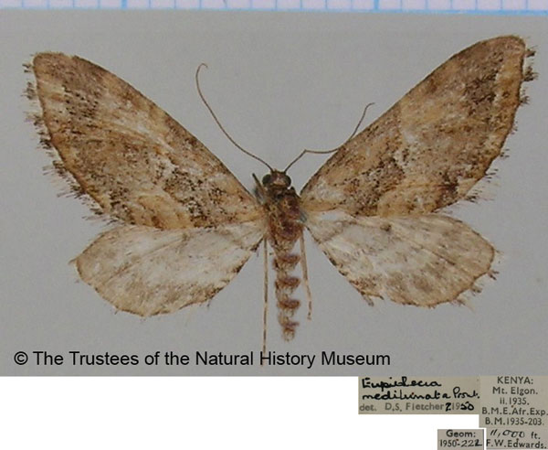 /filer/webapps/moths/media/images/M/medilunata_Eupithecia_AF_BMNH.jpg