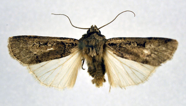 /filer/webapps/moths/media/images/M/medioatra_Agrotis_A_NHMO.jpg