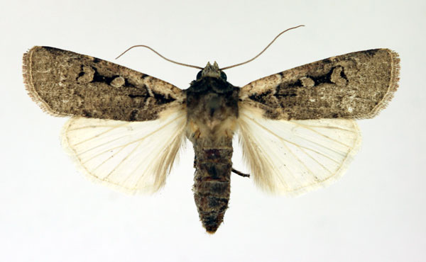 /filer/webapps/moths/media/images/M/medioatra_Mentaxya_AF_Aulombard.jpg