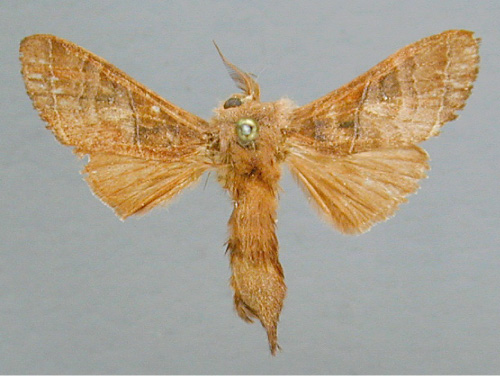 /filer/webapps/moths/media/images/M/mediobrunnea_Parastaura_A_RMCA.jpg