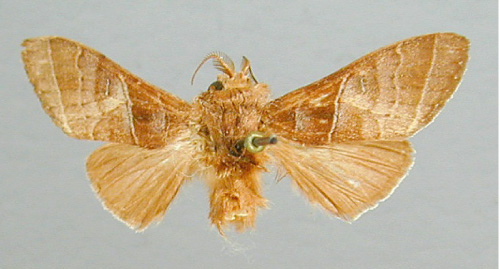 /filer/webapps/moths/media/images/M/mediobrunnea_Parastaura_HT_RMCA.jpg