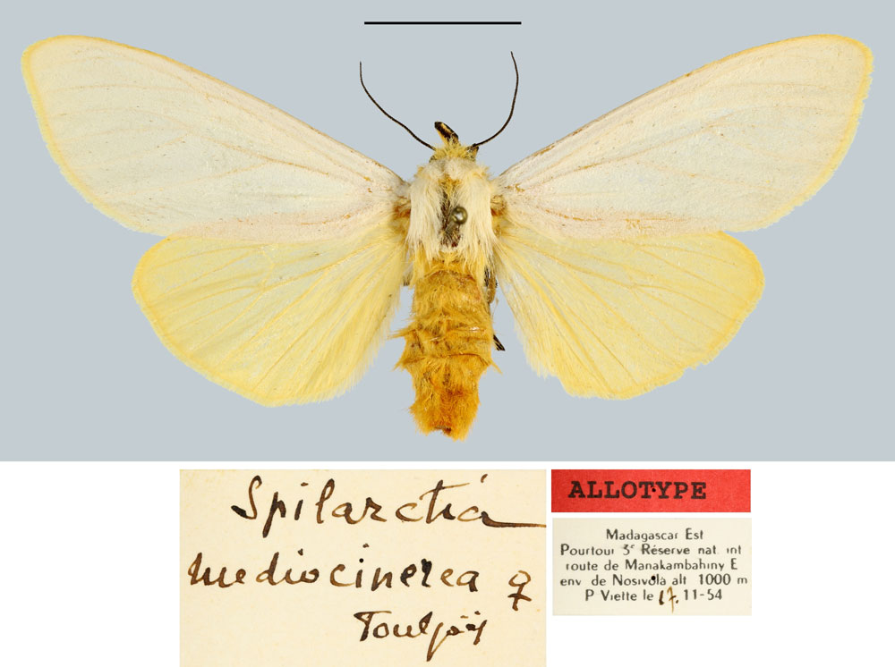 /filer/webapps/moths/media/images/M/mediocinerea_Spilarctia_AT_MNHN.jpg