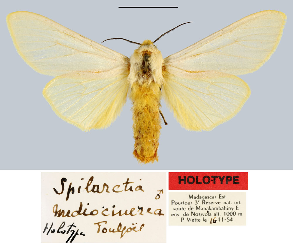 /filer/webapps/moths/media/images/M/mediocinerea_Spilarctia_HT_MNHN.jpg