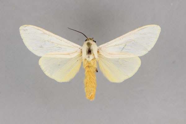 /filer/webapps/moths/media/images/M/mediocinerea_Spilosoma_PT_BMNH.jpg