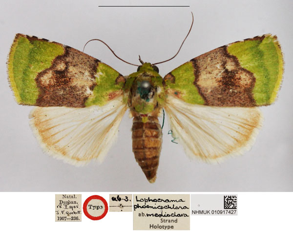 /filer/webapps/moths/media/images/M/medioclara_Lophocrama_HT_NHMUK.jpg