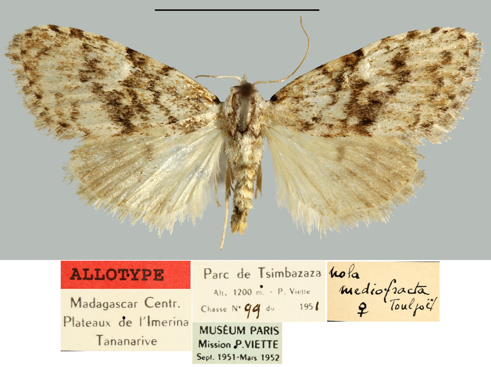 /filer/webapps/moths/media/images/M/mediofracta_Roeselia_AT_MNHN.jpg
