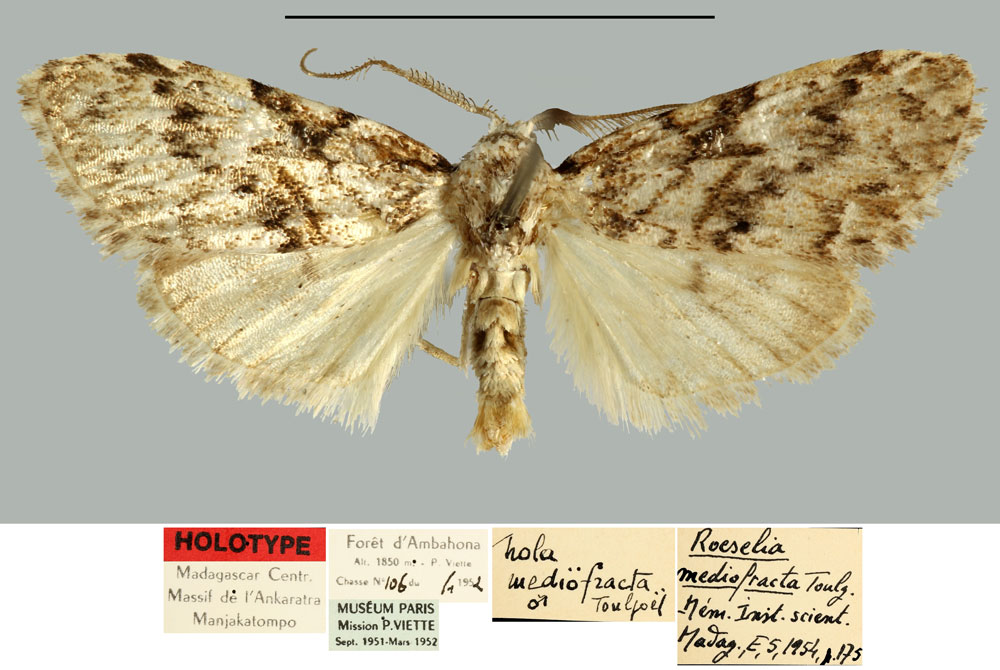/filer/webapps/moths/media/images/M/mediofracta_Roeselia_HT_MNHN.jpg
