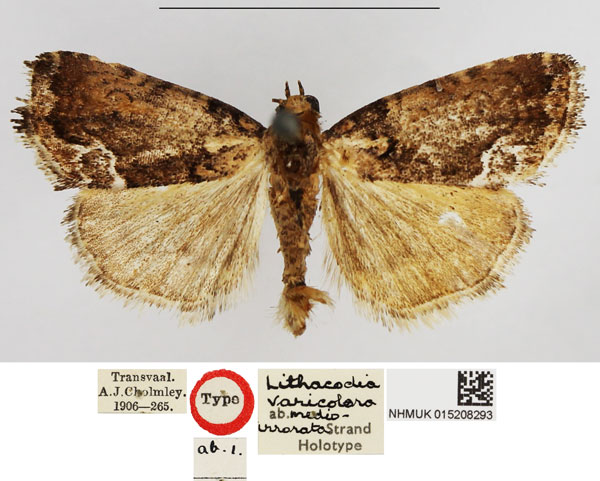 /filer/webapps/moths/media/images/M/medioirrorata_Lithacodia_HT_NHMUK.jpg