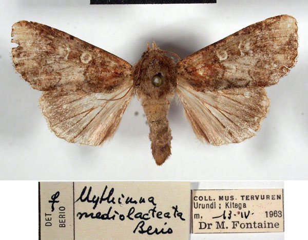 /filer/webapps/moths/media/images/M/mediolacteata_Mythimna_AF_RMCA.jpg