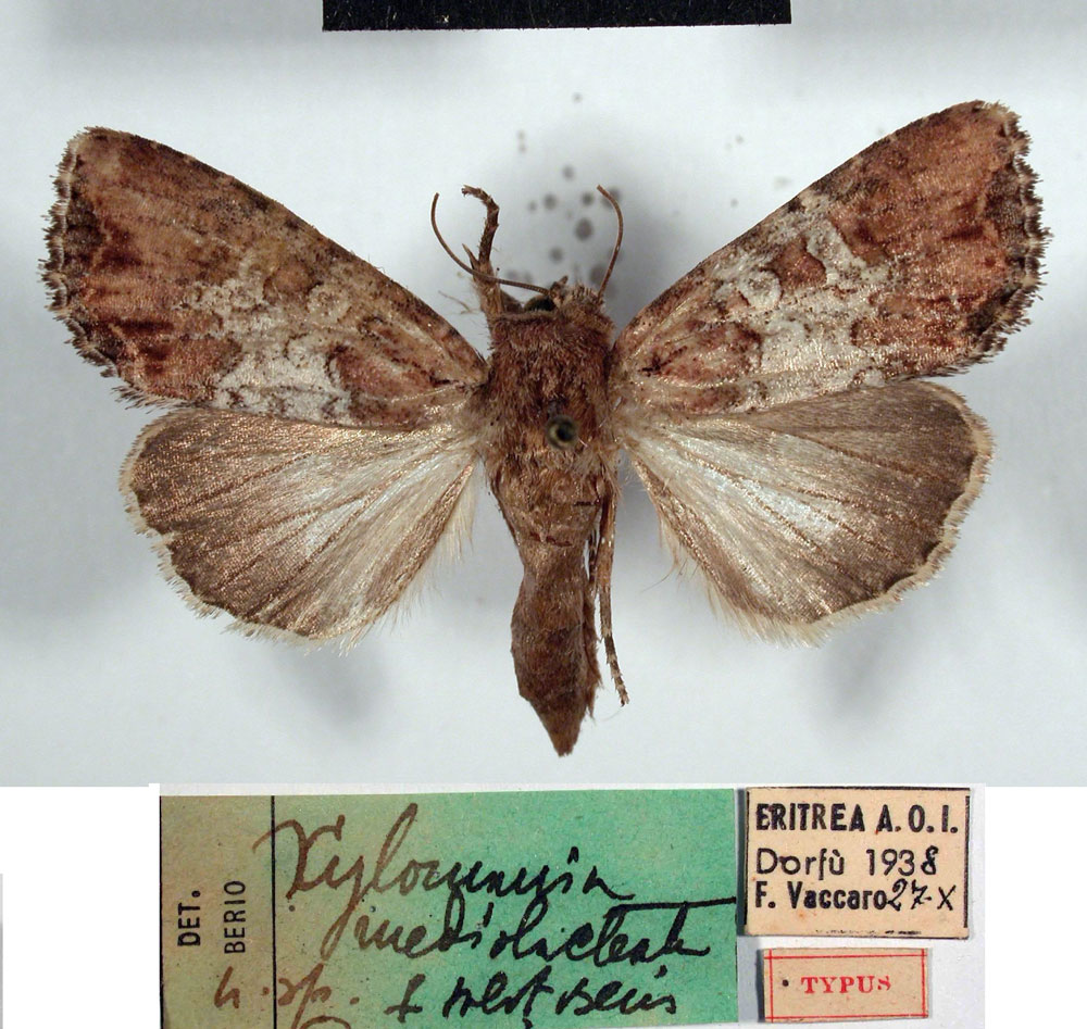 /filer/webapps/moths/media/images/M/mediolacteata_Xylomania_HT_MSNM.jpg