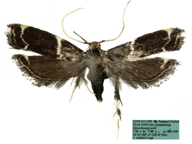 /filer/webapps/moths/media/images/M/mediolinea_Dragmatucha_HT_SDEI.jpg