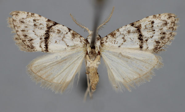 /filer/webapps/moths/media/images/M/mediolinealis_Meganola_PT_BMNH.jpg