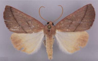 /filer/webapps/moths/media/images/M/mediolineata_Terpnostola_HT_TMSA.jpg