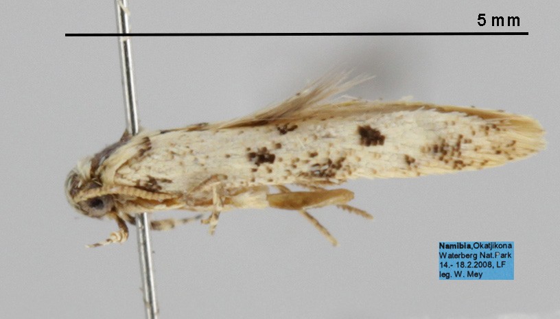 /filer/webapps/moths/media/images/M/mediopunctata_Antoniejanse_AM_TMSA_129-12.jpg