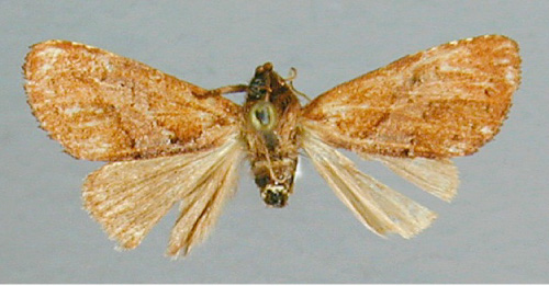 /filer/webapps/moths/media/images/M/mediopurpurea_Pygaerina_HT_RMCA.jpg