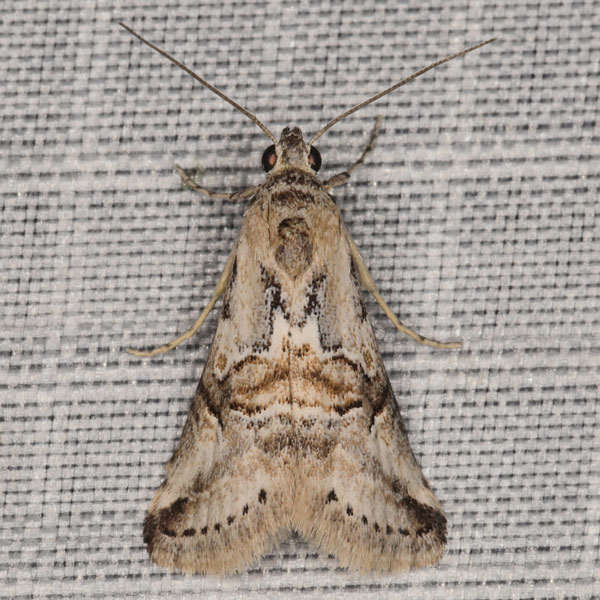 /filer/webapps/moths/media/images/M/mediorufa_Zebeeba_A_Heyns_01.jpg