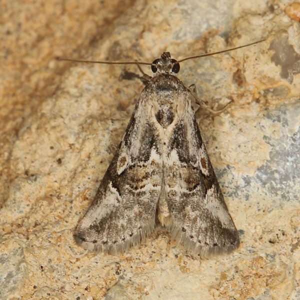 /filer/webapps/moths/media/images/M/mediorufa_Zebeeba_A_Heyns_02.jpg