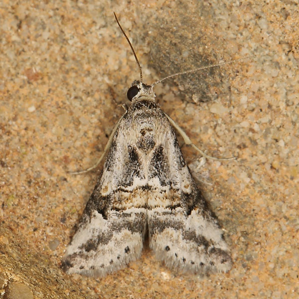 /filer/webapps/moths/media/images/M/mediorufa_Zebeeba_A_Heyns_03.jpg