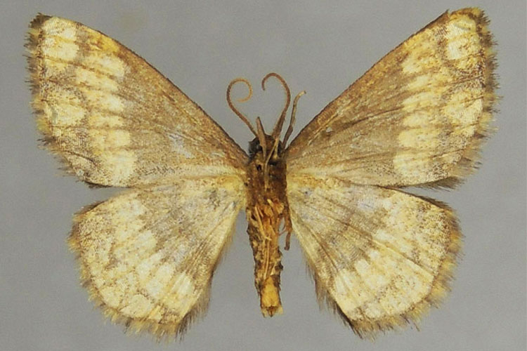 /filer/webapps/moths/media/images/M/mediosecta_Heterostegane_HT_ZSMb.jpg