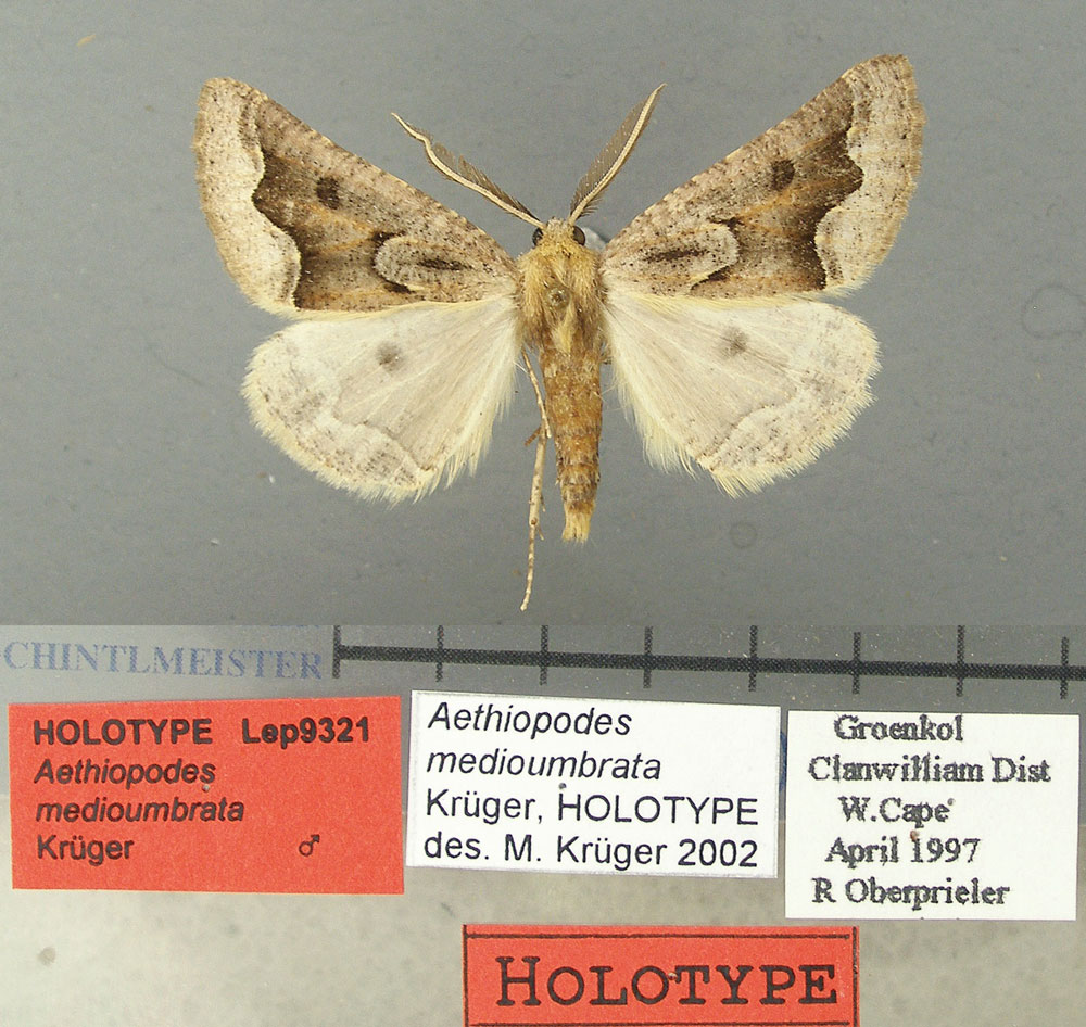 /filer/webapps/moths/media/images/M/medioumbrata_Aethiopodes_HT_TMSA.jpg