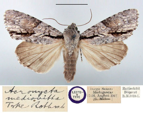 /filer/webapps/moths/media/images/M/mediovitta_Acronycta_LT_BMNH.jpg