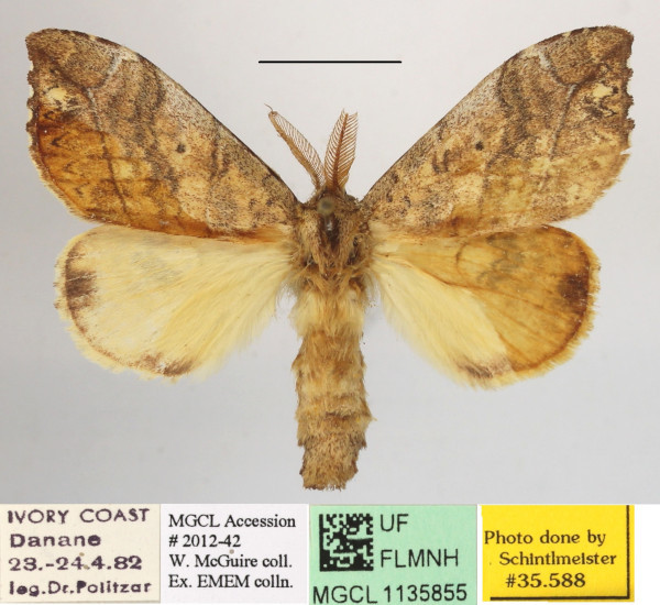 /filer/webapps/moths/media/images/M/medjensis_Paratrotonotus_A_MGCLa_01.JPG