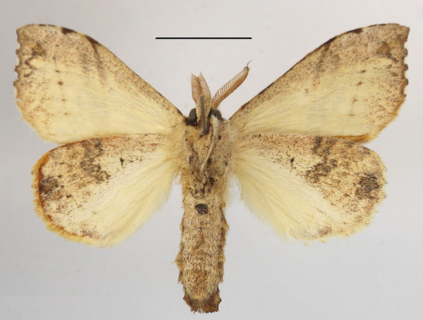 /filer/webapps/moths/media/images/M/medjensis_Paratrotonotus_A_MGCLb_01.JPG