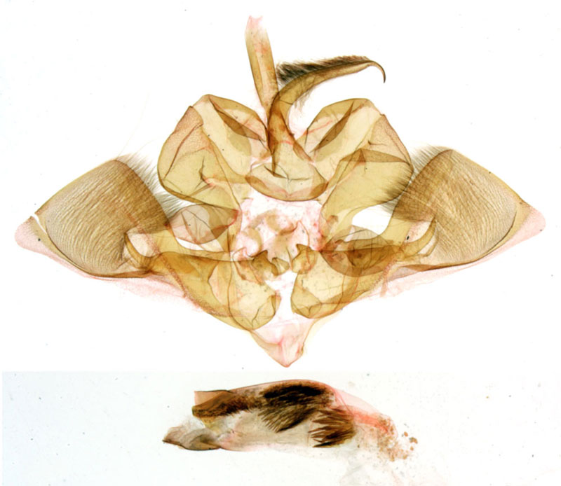 /filer/webapps/moths/media/images/M/medleri_Eutamsia_GMHT_MNHN_577.jpg