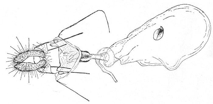 /filer/webapps/moths/media/images/M/medleri_Russograptis_GFHT_ISEA.jpg
