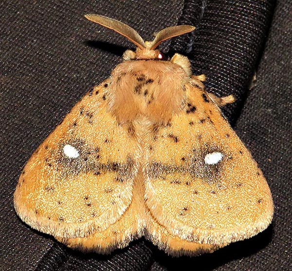 /filer/webapps/moths/media/images/M/medora_Hamartia_A_Braun_04.jpg