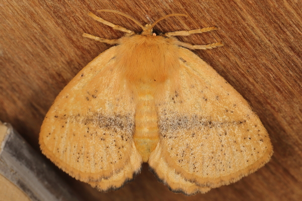 /filer/webapps/moths/media/images/M/medora_Hamartia_A_Heyns_01.JPG