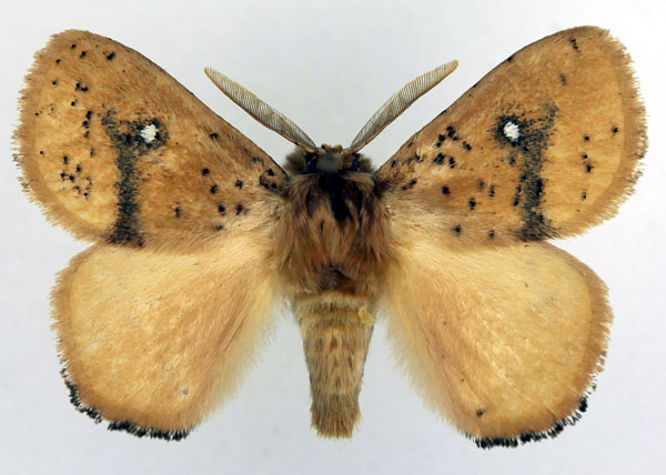 /filer/webapps/moths/media/images/M/medora_Hamatia_AM_Basquin_01.jpg
