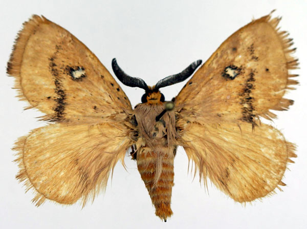 /filer/webapps/moths/media/images/M/medora_Hamatia_AM_Basquin_02.jpg