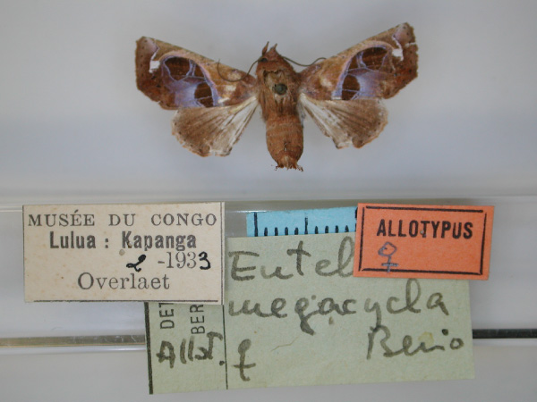 /filer/webapps/moths/media/images/M/megacycla_Eutelia_AT_RMCA_01.jpg