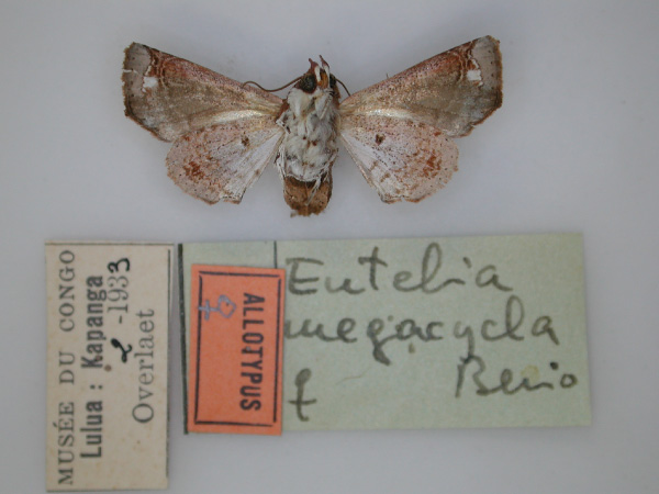 /filer/webapps/moths/media/images/M/megacycla_Eutelia_AT_RMCA_02.jpg