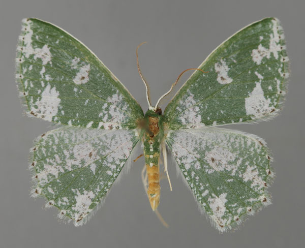 /filer/webapps/moths/media/images/M/megacydes_Prasinocyma_A_ZSM_01.jpg