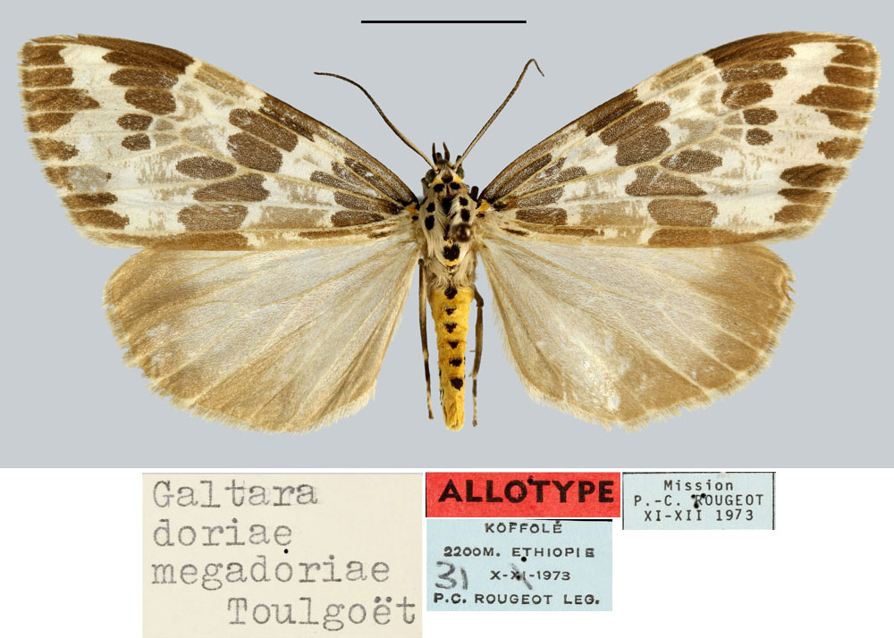 /filer/webapps/moths/media/images/M/megadoriae_Galtara_AT_MNHN.jpg