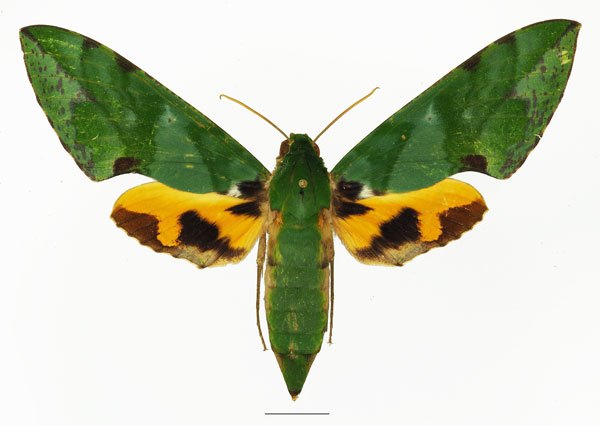 /filer/webapps/moths/media/images/M/megaera_Euchloron_AF_Basquina.jpg