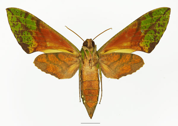 /filer/webapps/moths/media/images/M/megaera_Euchloron_AF_Basquinb.jpg