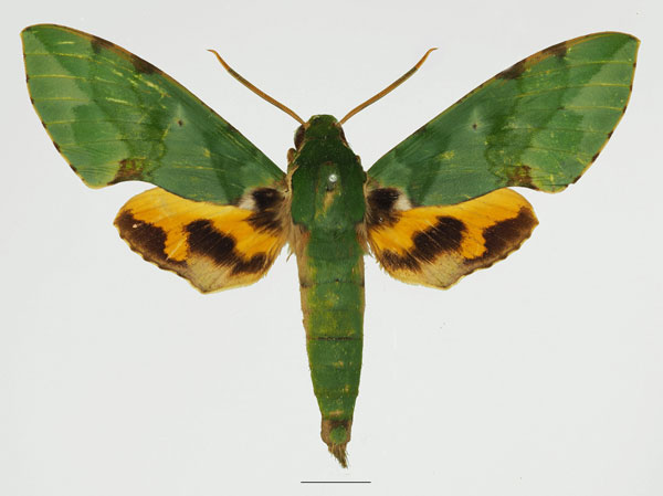 /filer/webapps/moths/media/images/M/megaera_Euchloron_AM_Basquina.jpg