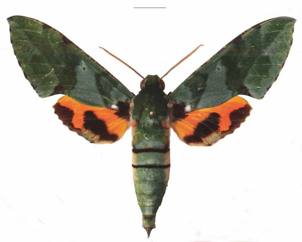 /filer/webapps/moths/media/images/M/megaera_Euchloron_AM_EMEMa.jpg