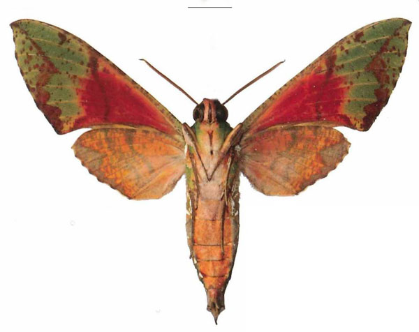 /filer/webapps/moths/media/images/M/megaera_Euchloron_AM_EMEMb.jpg