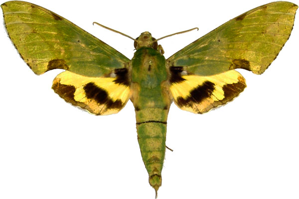/filer/webapps/moths/media/images/M/megaera_Euchloron_AM_MCJM.jpg