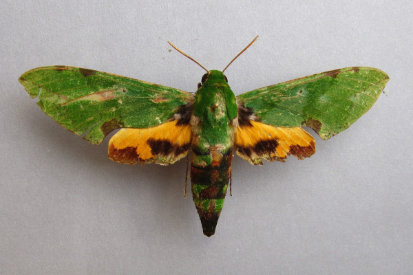 /filer/webapps/moths/media/images/M/megaera_Euchloron_A_Baron.jpg