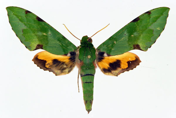 /filer/webapps/moths/media/images/M/megaera_Euchloron_A_Basquin.jpg