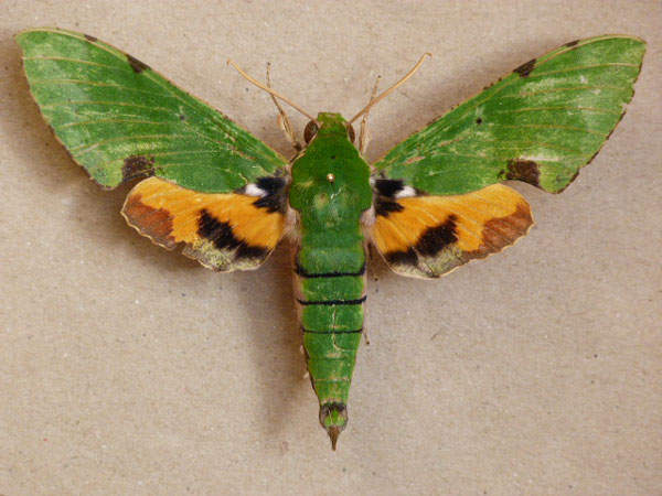 /filer/webapps/moths/media/images/M/megaera_Euchloron_A_Butler.jpg