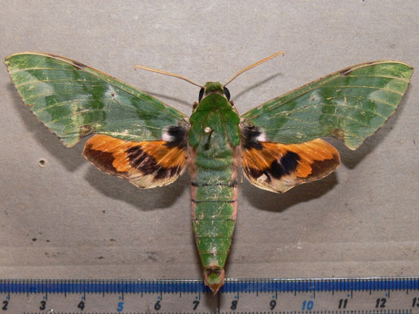 /filer/webapps/moths/media/images/M/megaera_Euchloron_A_Goff.jpg