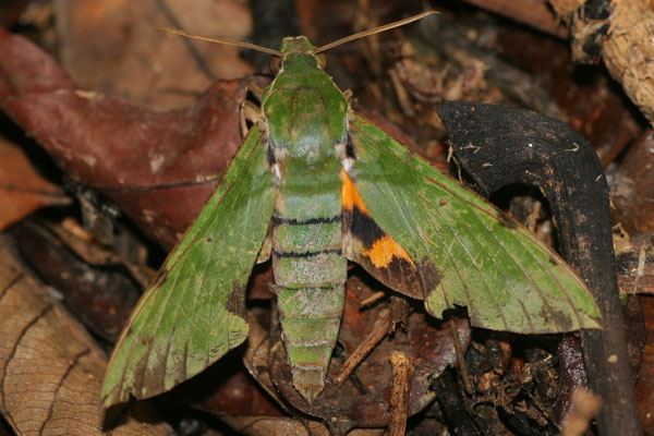 /filer/webapps/moths/media/images/M/megaera_Euchloron_A_Jorpeland.jpg