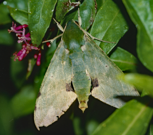 /filer/webapps/moths/media/images/M/megaera_Euchloron_A_Roland_01.jpg
