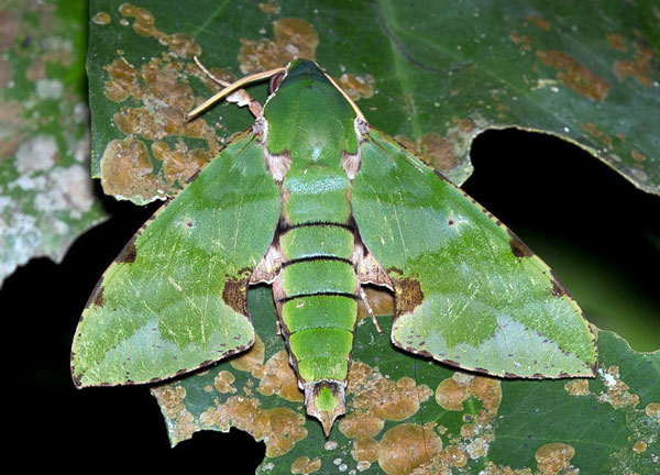 /filer/webapps/moths/media/images/M/megaera_Euchloron_A_Schweinhart.jpg